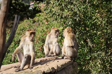 A photo of two monkeys sitting on a rock