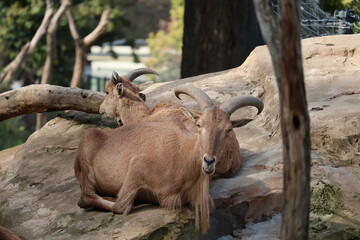 A photo of a goat laying on a rock in a zoo