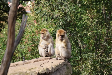 A photo of two monkeys sitting on a rock