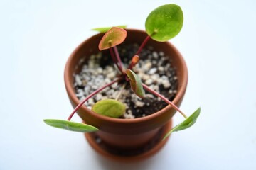 Pilea peperomioides, aka Chinese money plant, houseplant with round green leaves. Isolated ona white background, in a terracotta pot. Landscape orientation.