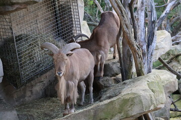 A photo of two goats standing on a rock