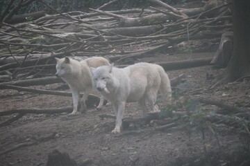 A photo of two white bears walking through a forest filled with trees