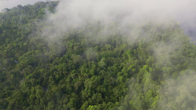 Aerial videos captured with drone of rivers surrounded by large Amazon rainforests, flooded forests of the jungle in the Amazon region of Peru, Amazon forests of Peru from the sky