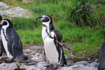 A photo of three penguins are standing on a rocky area
