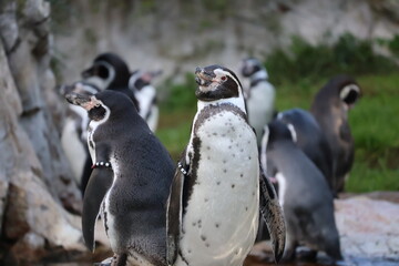 A photo of a group of penguins standing on a rock