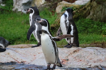 A photo of a group of penguins standing on a rock