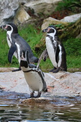 Fototapeta premium A photo of a group of penguins standing on a rock