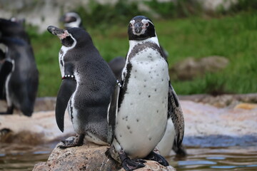 A photo of two penguins standing on a rock in the water