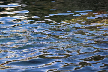 A photo of a duck swimming in a body of water