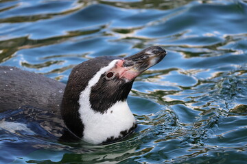 A photo of a penguin swimming in the water with its mouth open