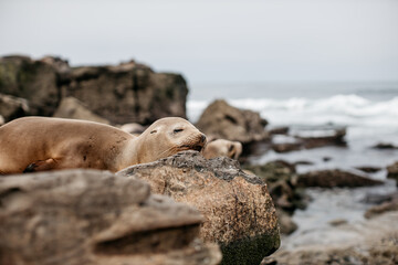 seal on the beach