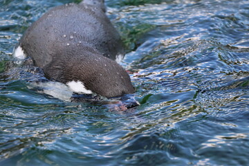 Obraz premium A photo of a bird is swimming in the water