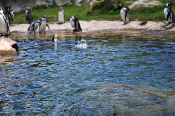 A photo of a group of penguins swimming in a pond