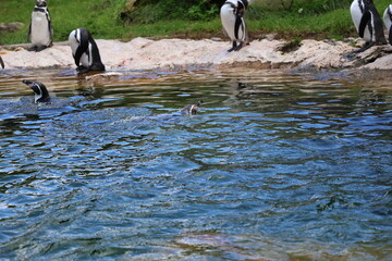 A photo of a group of penguins swimming in a pond