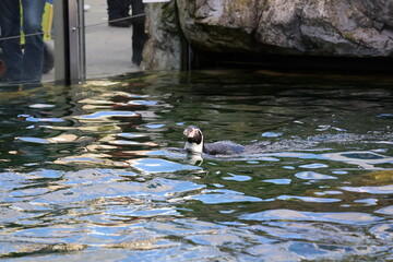 A photo of a bird swimming in a pond with people watching