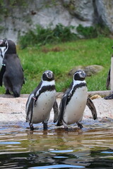 A photo of a group of penguins standing on a ledge