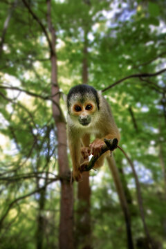 Squirrel monkey, saimiri sciureus lookint at the camera