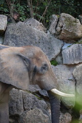 Fototapeta premium A photo of a baby elephant is standing on a rock