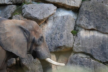 A photo of a large elephant standing in a rocky area © Géza