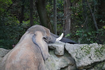 A photo of a large elephant standing on a rock in the woods © Géza