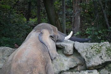 A photo of a elephant is sitting on a rock in the woods © Géza