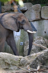 A photo of a baby elephant is standing next to a larger elephant © Géza