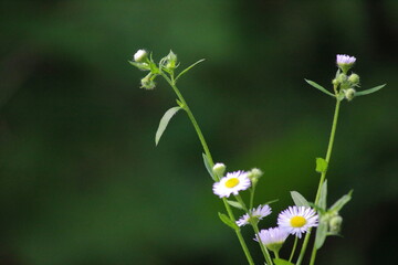 Biała stokrotka na łące