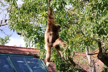 Obraz premium A photo of a monkey hanging from a tree branch