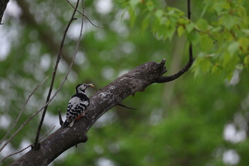 woodpecker on tree