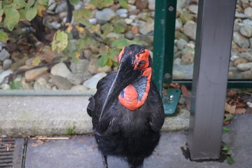 A photo of a bird with a red beak standing on a sidewalk