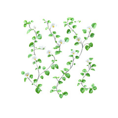 White Flowers and Green Leaves on White Background