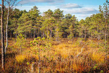 A scenic view of a forest with scattered pine trees and vibrant golden grasses highlighting the beauty of the fall landscape. The surroundings are bathed in soft sunlight under a blue sky.