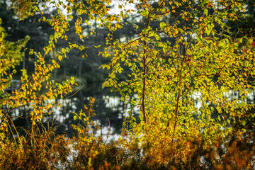 Sunlight filters through green and yellow autumn leaves, with a peaceful forest lake in the background. The warm light enhances the natural beauty of the scene.