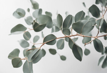 Beautiful eucalyptus branch isolated on white background