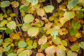 Detailed view of autumn leaves in various shades of green, yellow and brown. The foliage is captured in a forest setting, highlighting the transition of the seasons. 