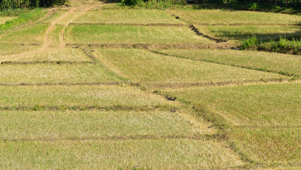 Rice fields are harvested.