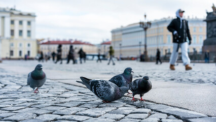Group of pigeons walking on a cobblestone square with people and historic buildings blurred in the background on a cloudy day