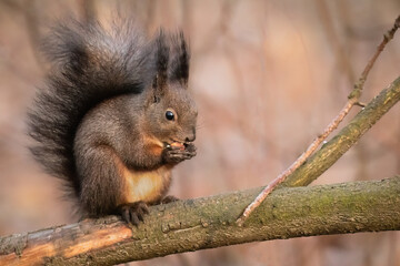 A darkly colored red squirrel (Sciurus vulgaris) eating a walnut on a tree branch in the warm autumn or winter light