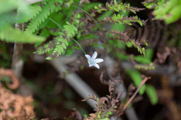 Wildflowers in a marsh in Ontario.