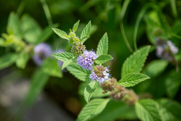 Wildflowers in a marsh in Ontario.