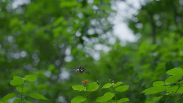 Single butterfly flying on flowers in forest with blurred green foliage at background.