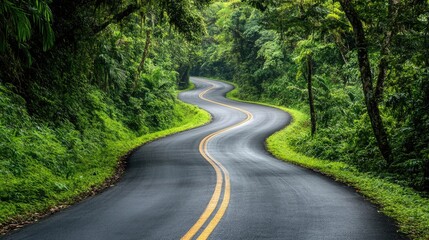 Obraz premium A scenic road through a rainforest with thick greenery on both sides. Travel banner. Road trip 