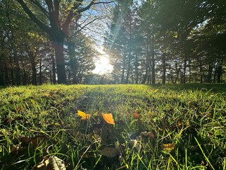 Sunlight peeking through the trees from a low angle on grass