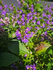 flowers in the garden