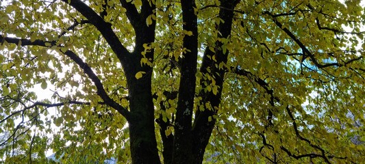 deep yellow leaf on tree with almost dark tree trunk in autumn