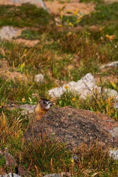 Groundhog gopher marmot Wyoming wildlife rodent snowy range medicine bow national park 