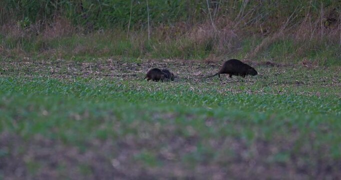 Nutria, or coypu family enjoying the evening times on agricultural fields while eating grass
