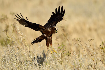 Rohrweihe - Weibchen // Western marsh harrier - female (Circus aeruginosus) 
