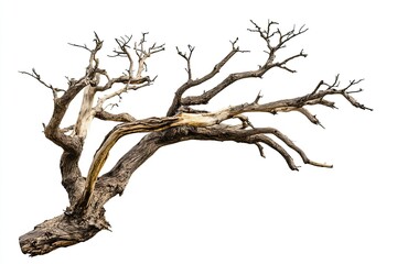Fototapeta premium Photograph of an old, dead tree with branches, isolated on a white background. 