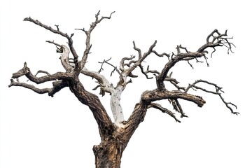 Fototapeta premium Photograph of an old, dead tree with branches, isolated on a white background. 